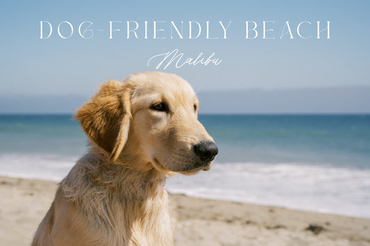 Malibu Dog-Friendly Beach | Leo Carrillo State Park